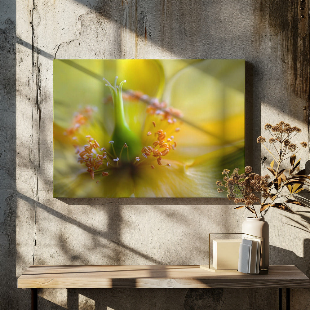Hypericum | Canvas