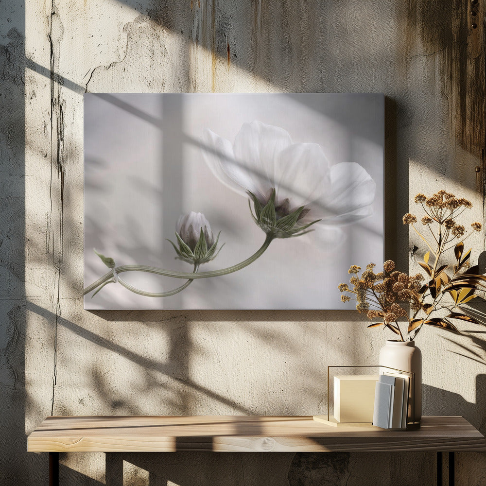 Simply Cosmos | Canvas