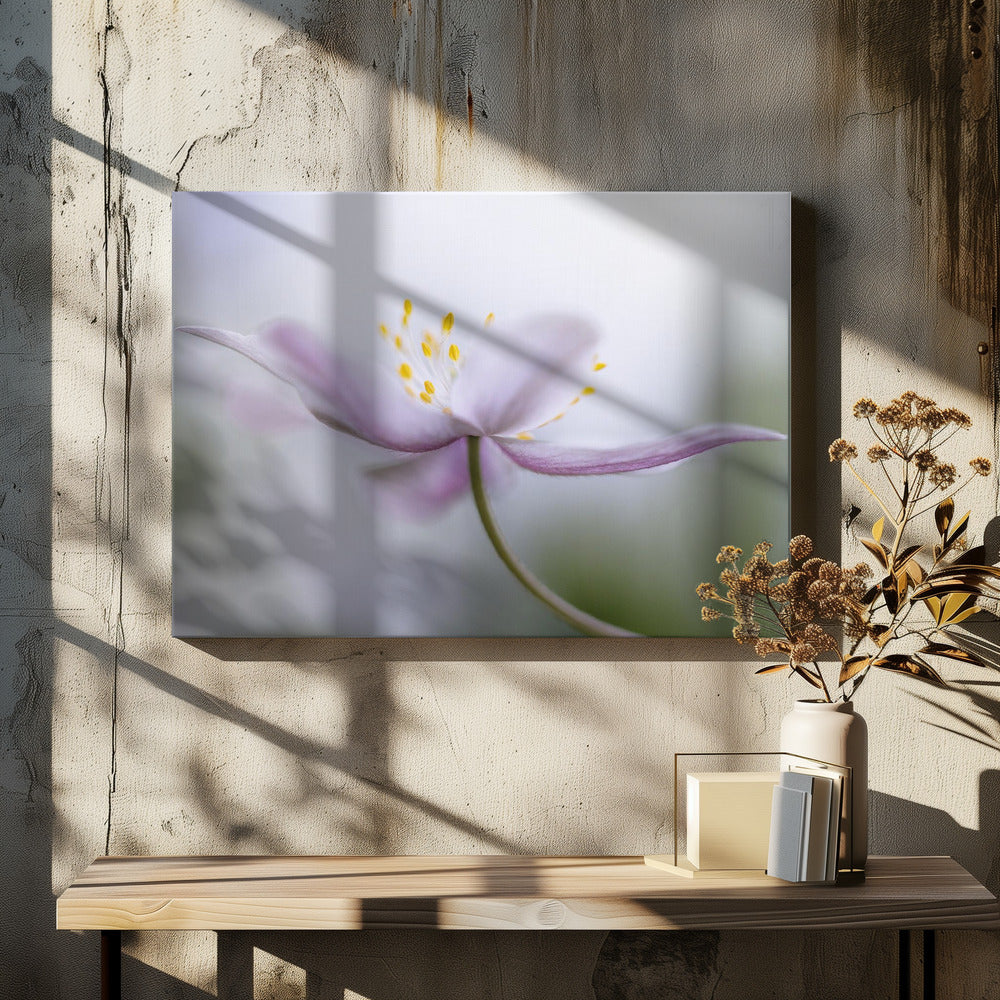 Nemorosa*** | Canvas