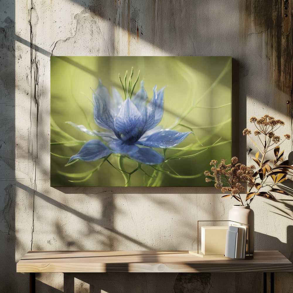 Nigella | Canvas