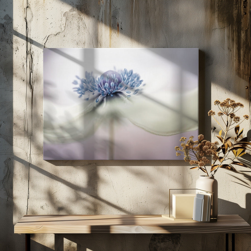 a n e m o n e | Canvas