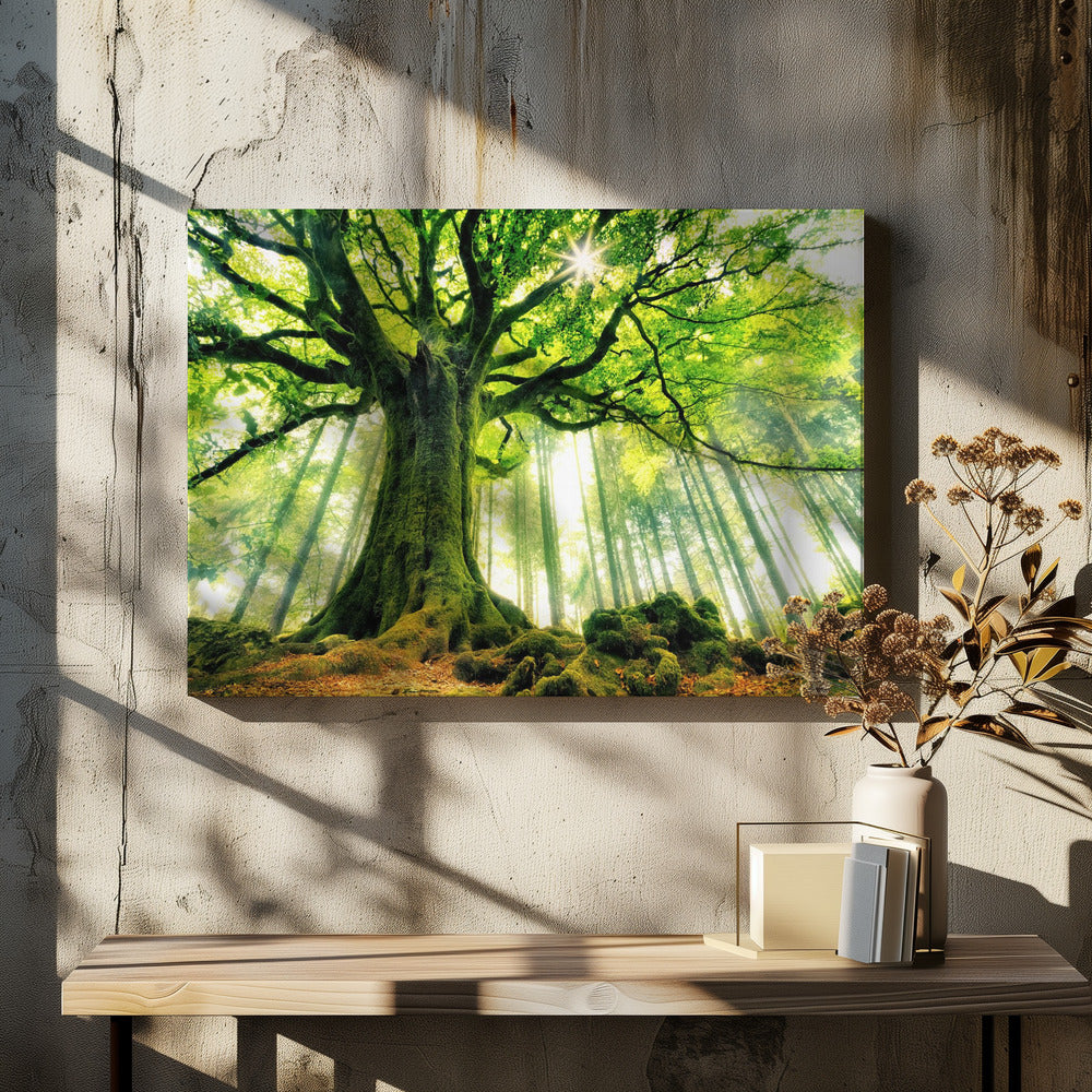 Ponthus' Beech | Canvas