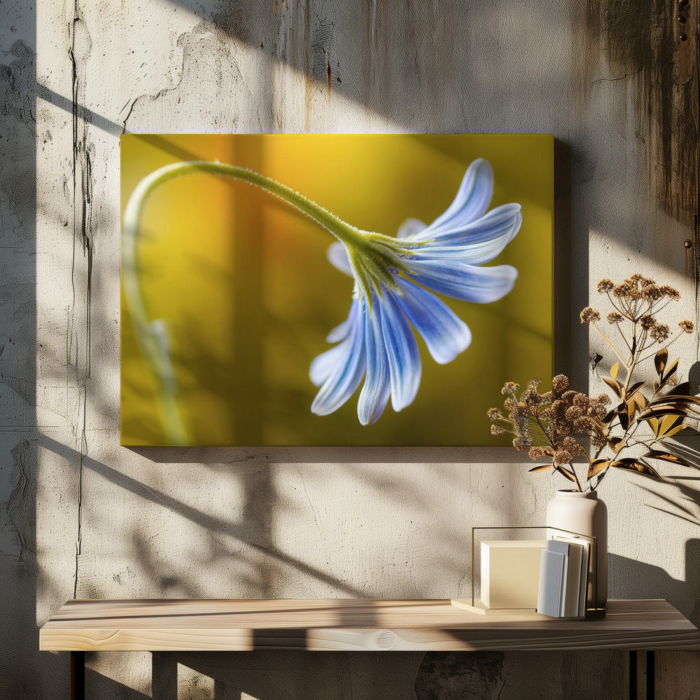 Cape Daisy | Canvas