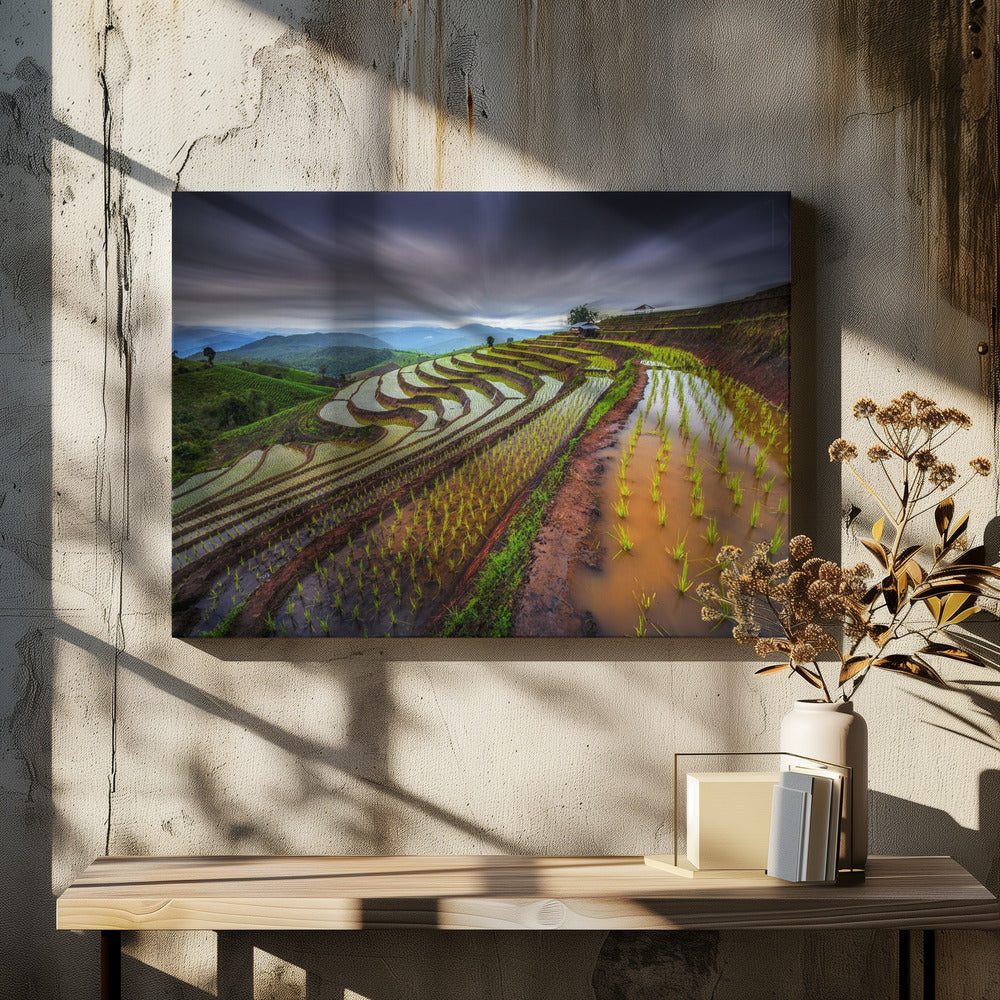 Unseen Rice Field | Canvas