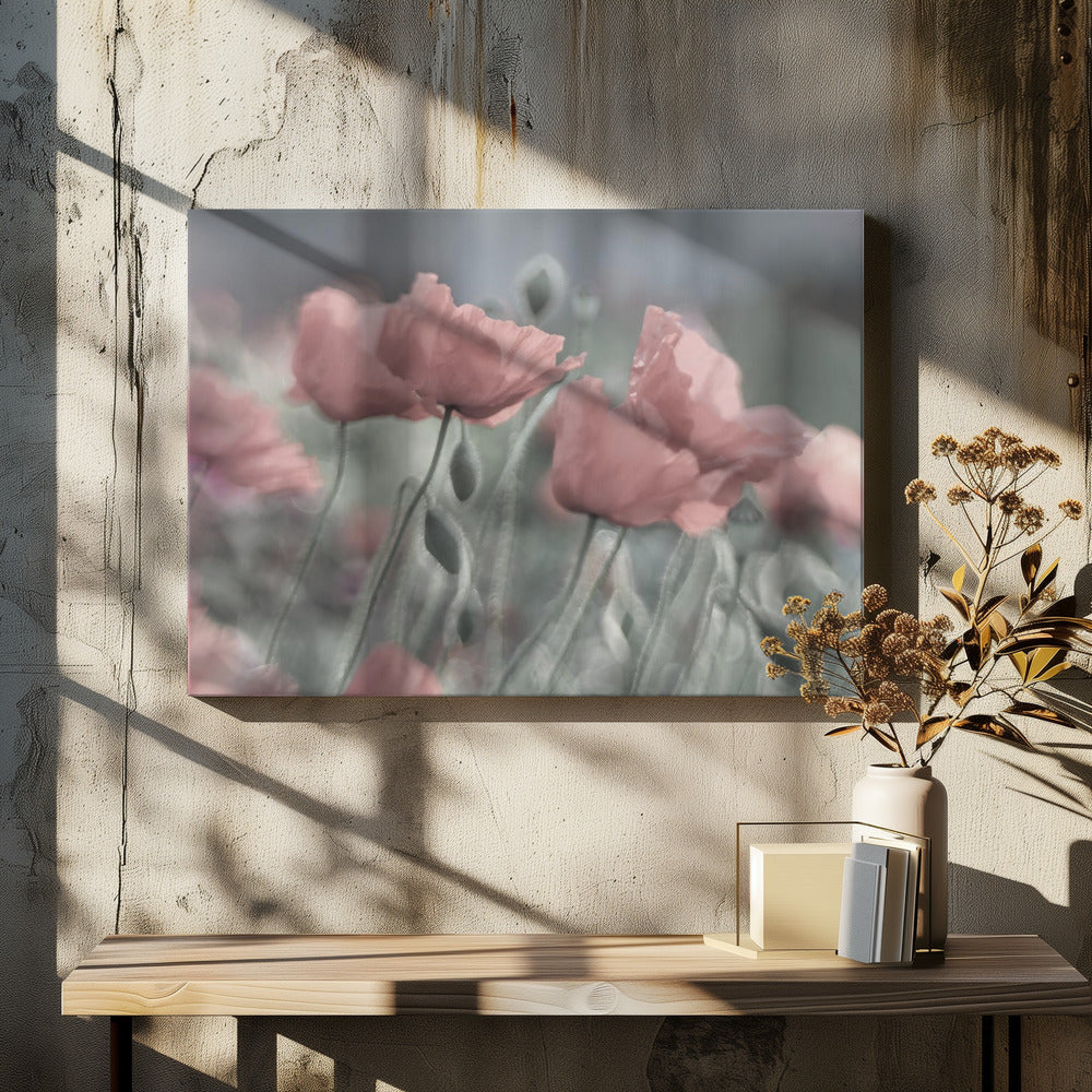 Softly | Canvas