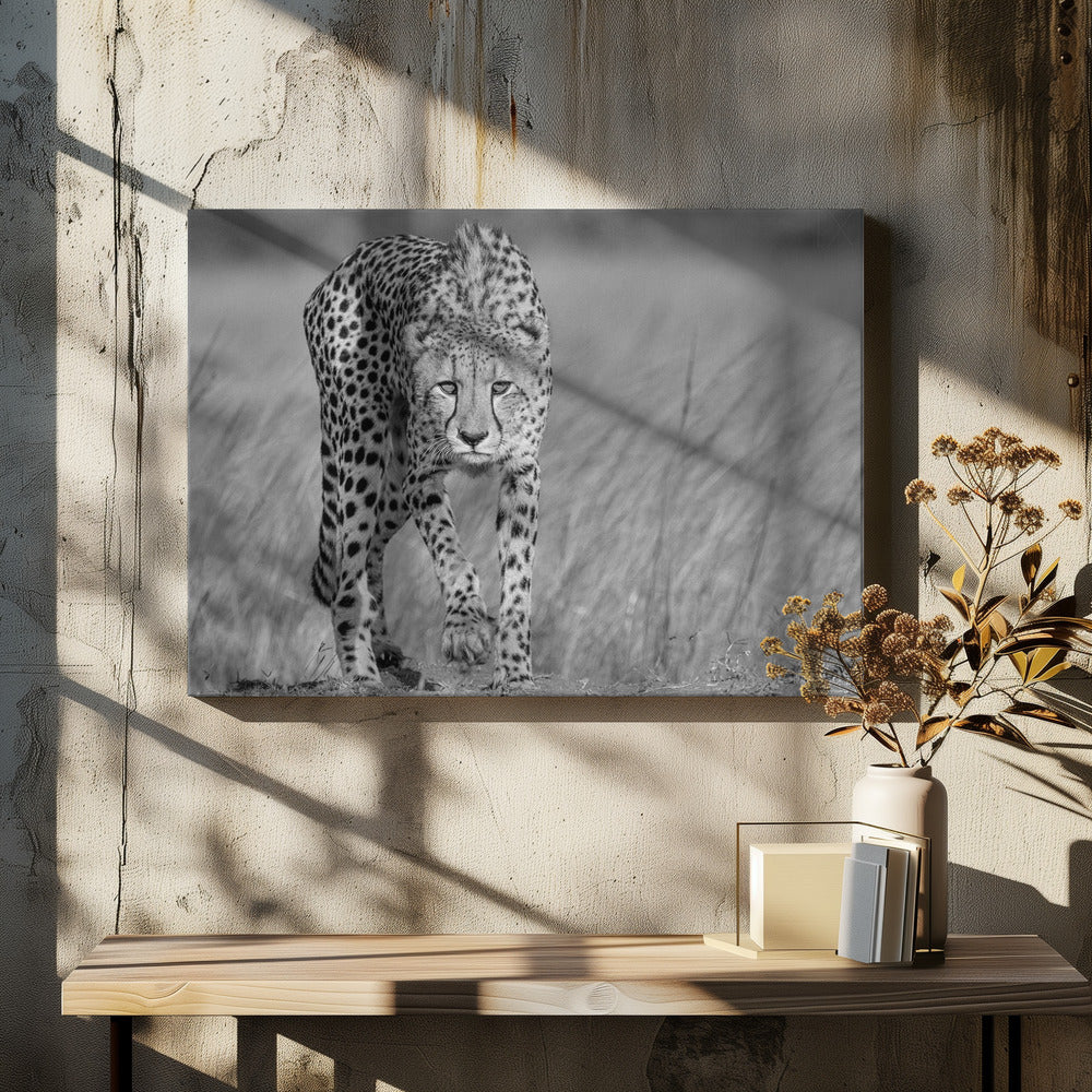 Focused predator | Canvas