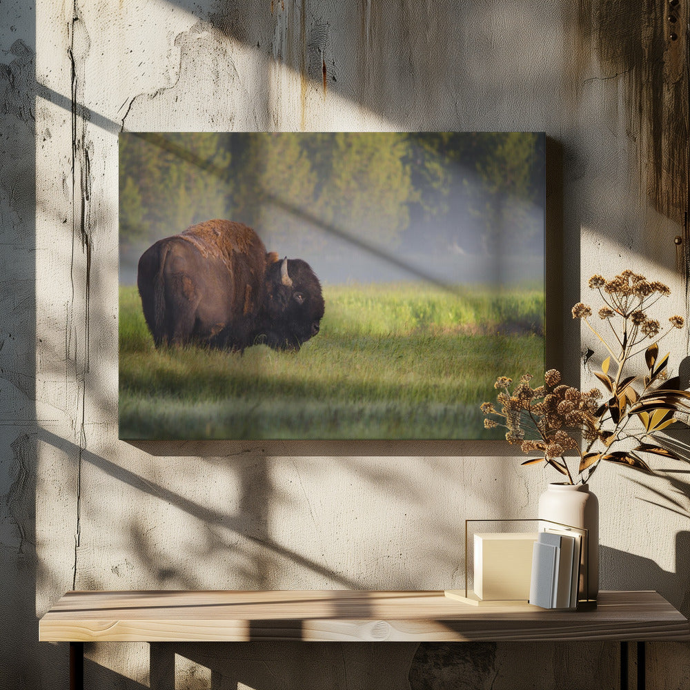 Bison in Morning Light | Canvas