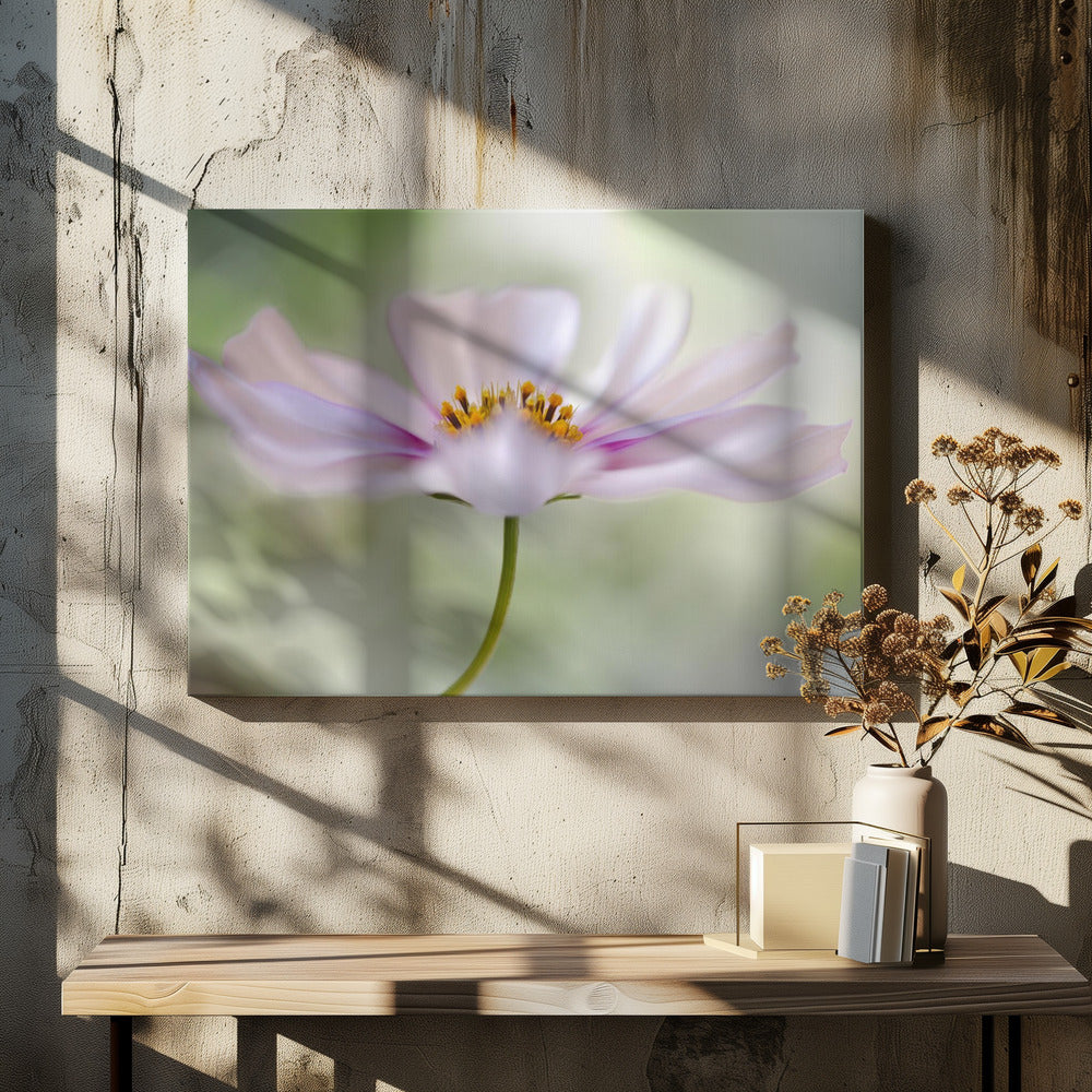 Cosmos Cloud | Canvas