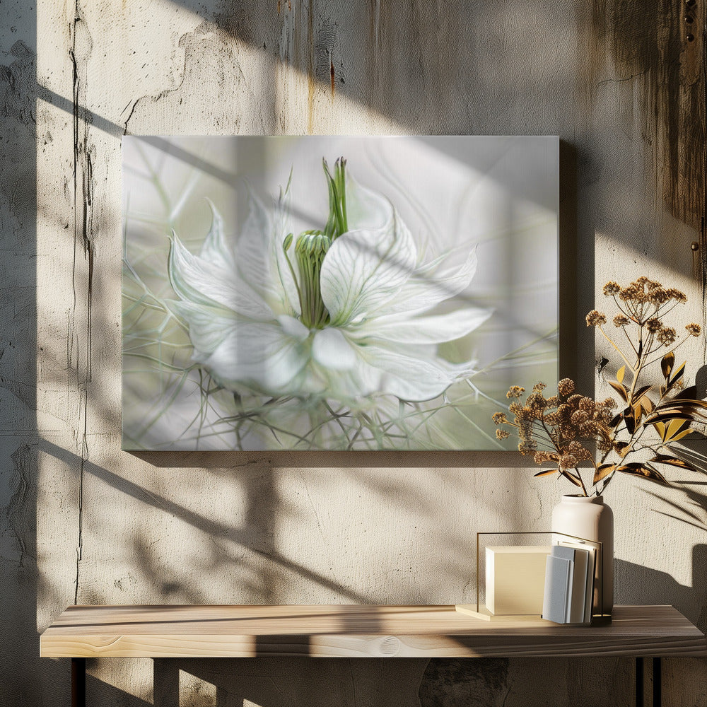 Nigella | Canvas