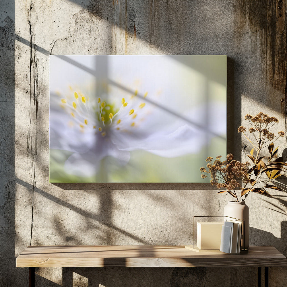Anemone Beauty | Canvas