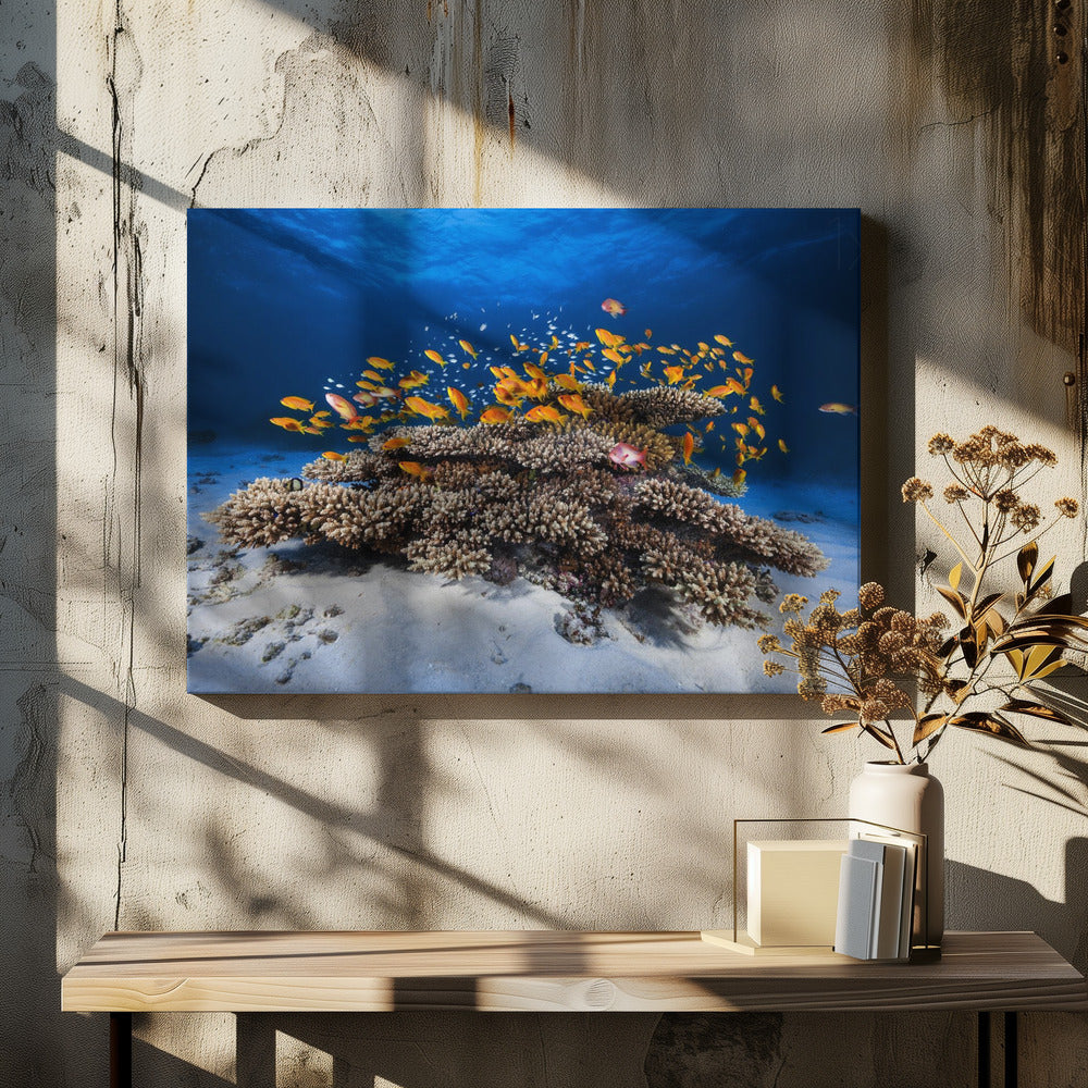 Marine Life | Canvas