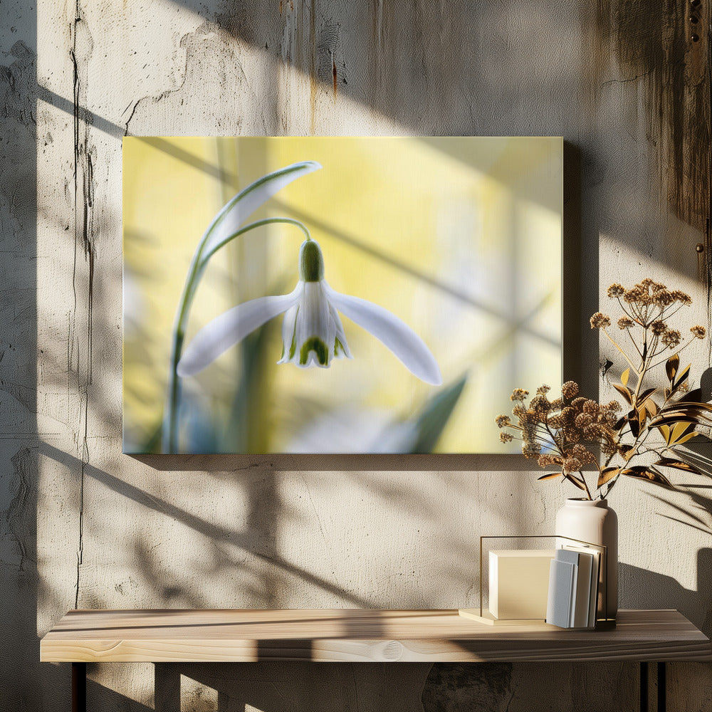 Snowdrops | Canvas