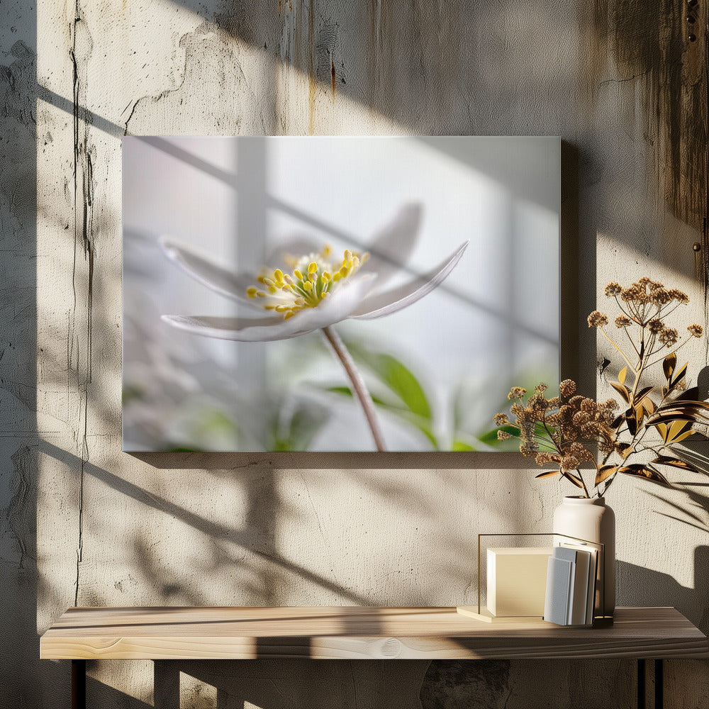Wood Anemone | Canvas