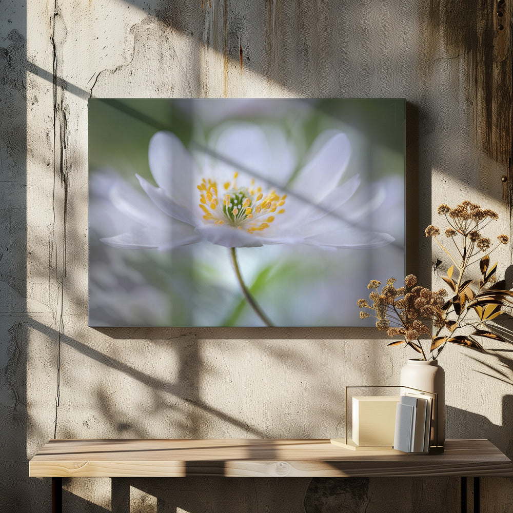 Nemorosa Nirvana | Canvas
