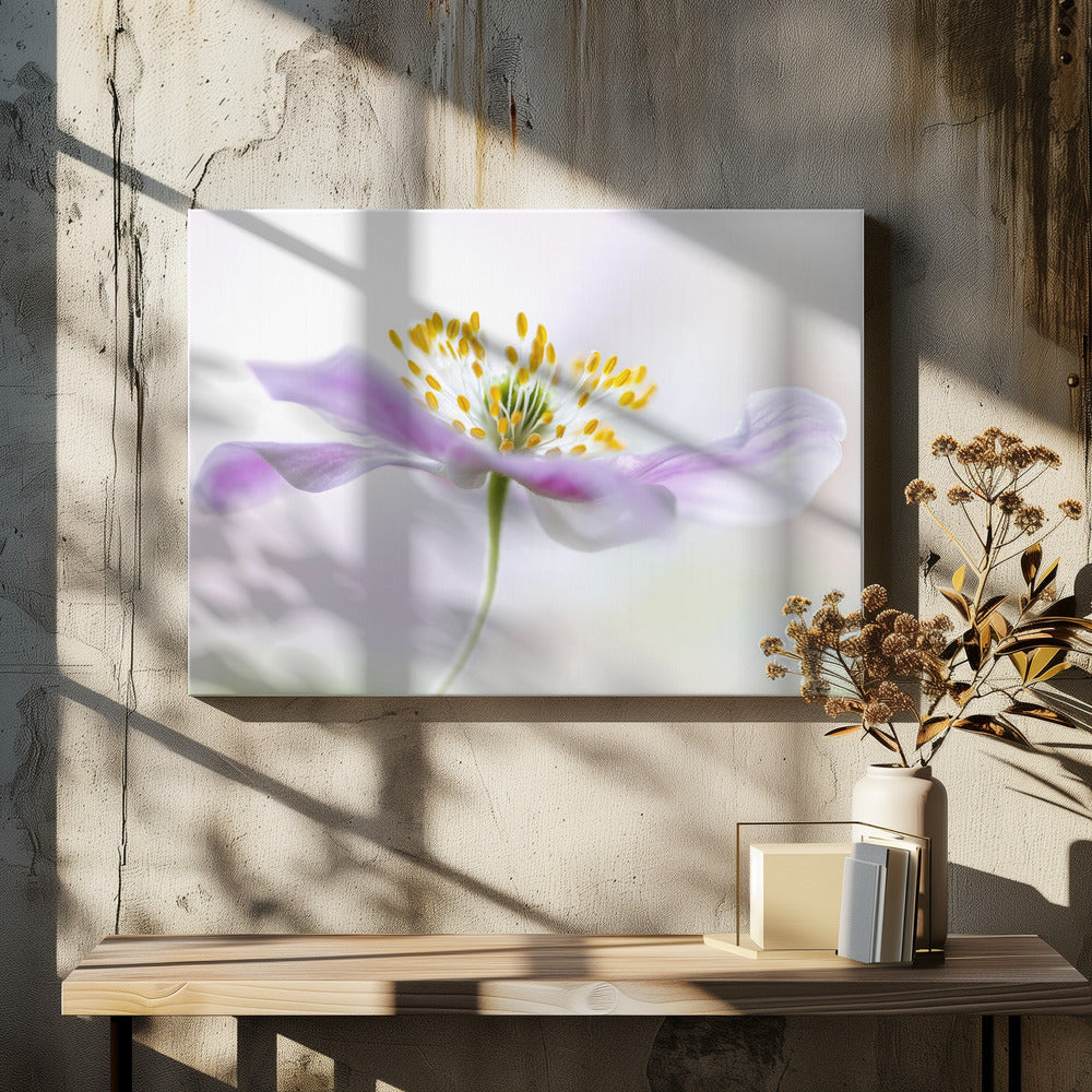 Wood Anemone | Canvas