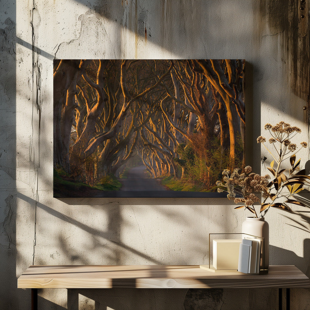 The Dark Hedges in the Morning Sunshine | Canvas