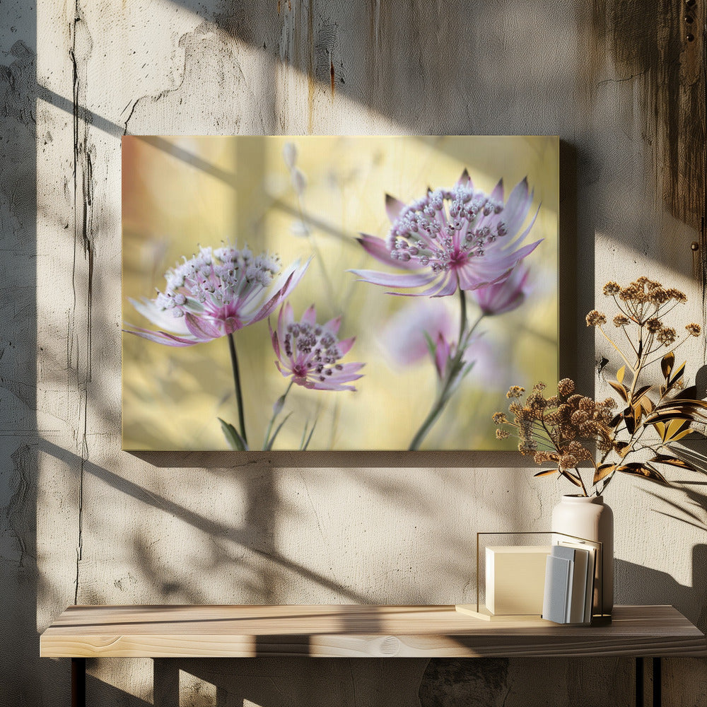 Astrantia Major | Canvas