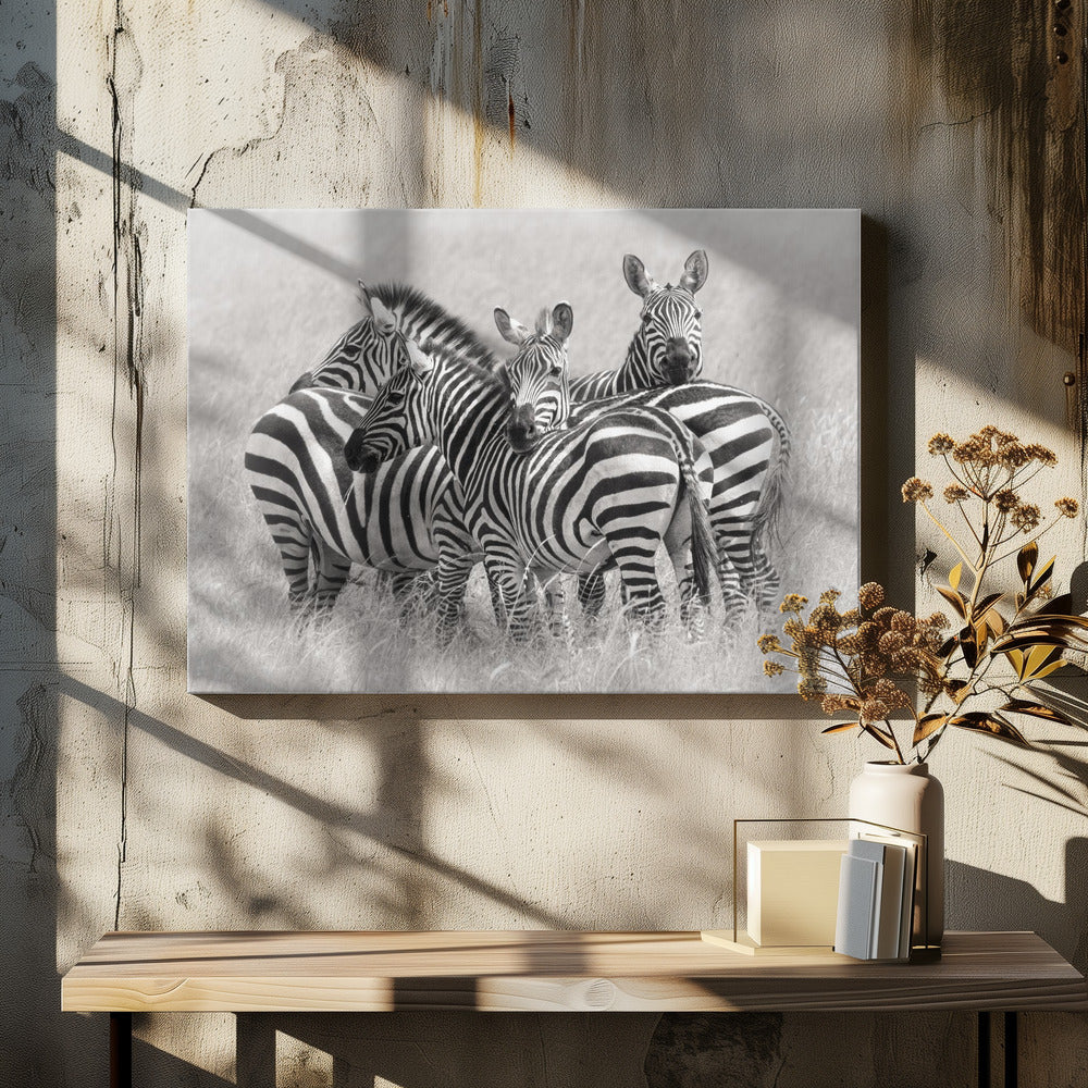 Zebras | Canvas