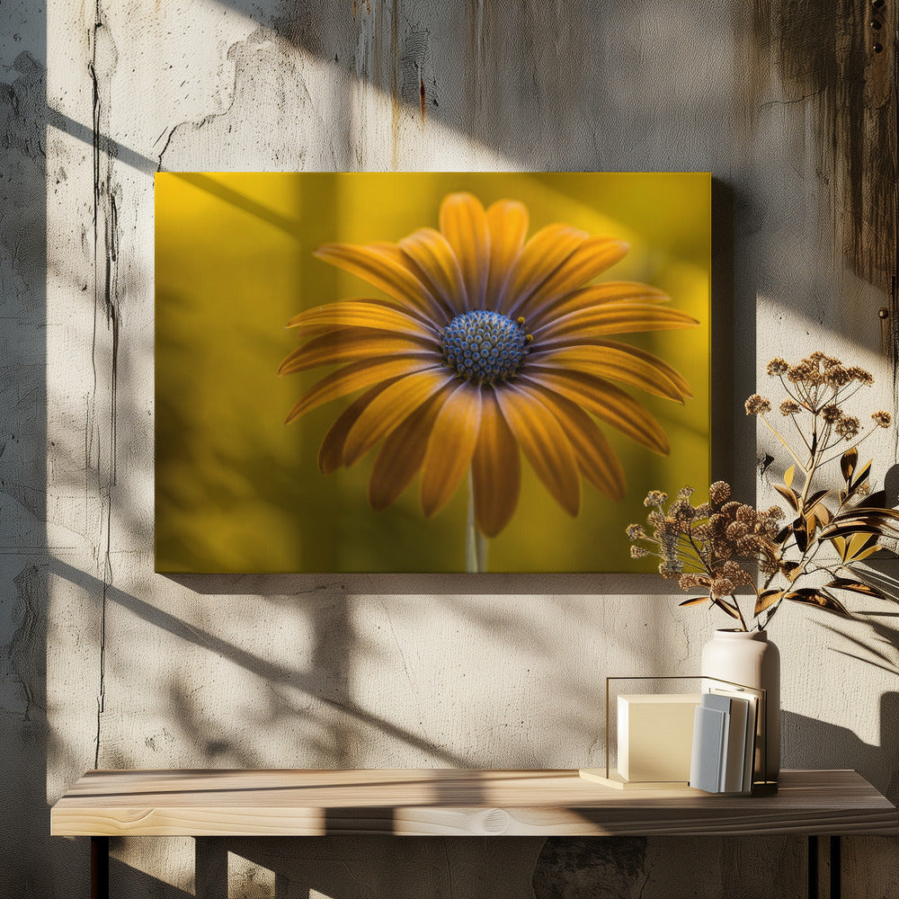 Sunshine Daisy | Canvas