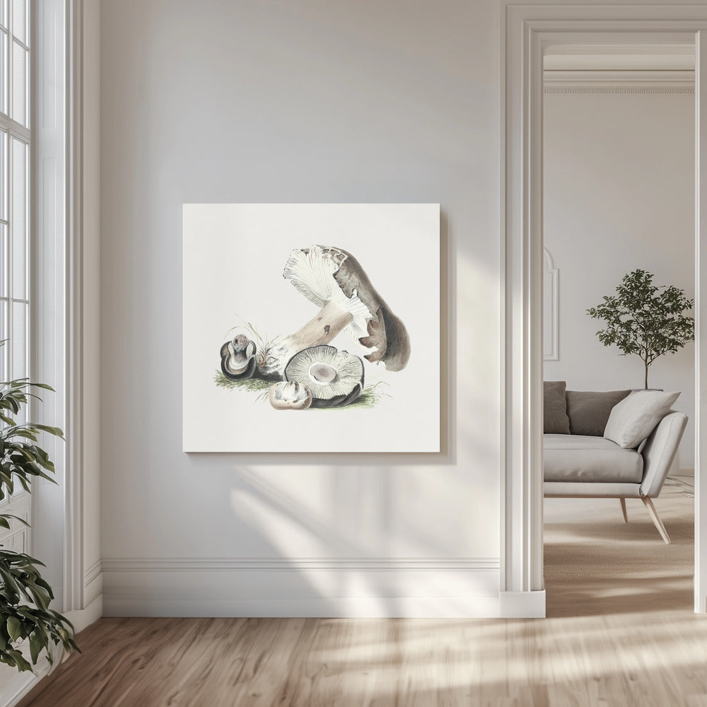 Vintage Agaricus Augustus Mushroom | Canvas