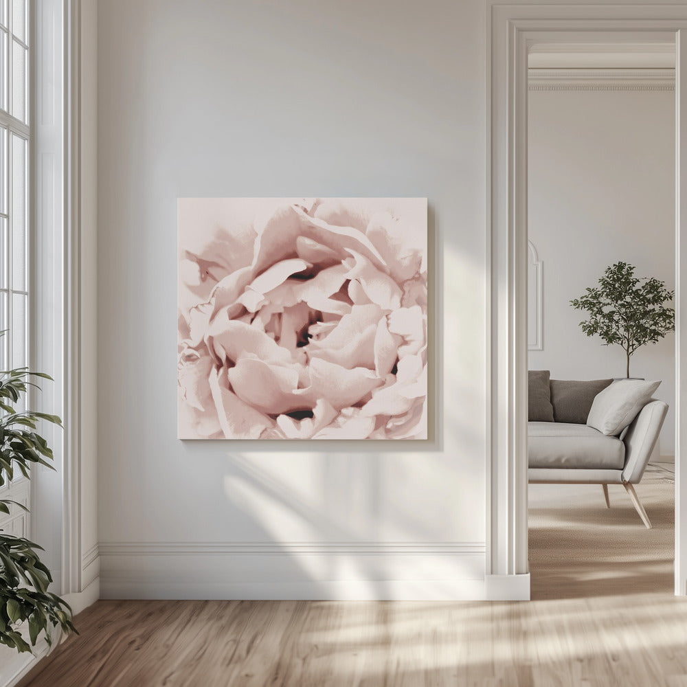 Delicate Peony Flower | Canvas