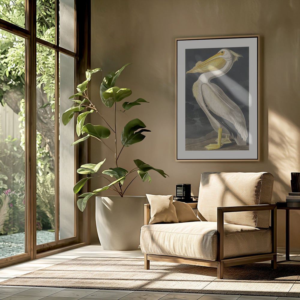 American White Pelican From Birds of America (1827) | Poster
