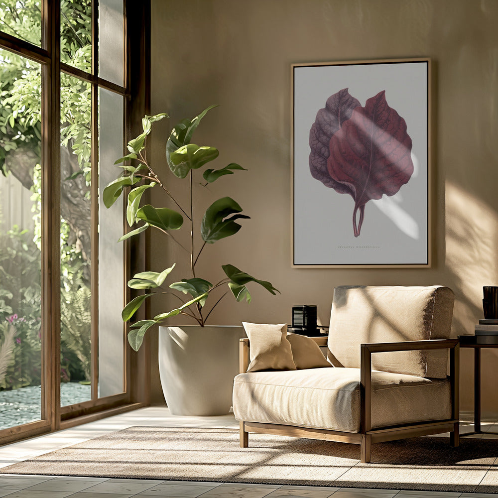 Pink Amarantus Leaf Illustration | Poster