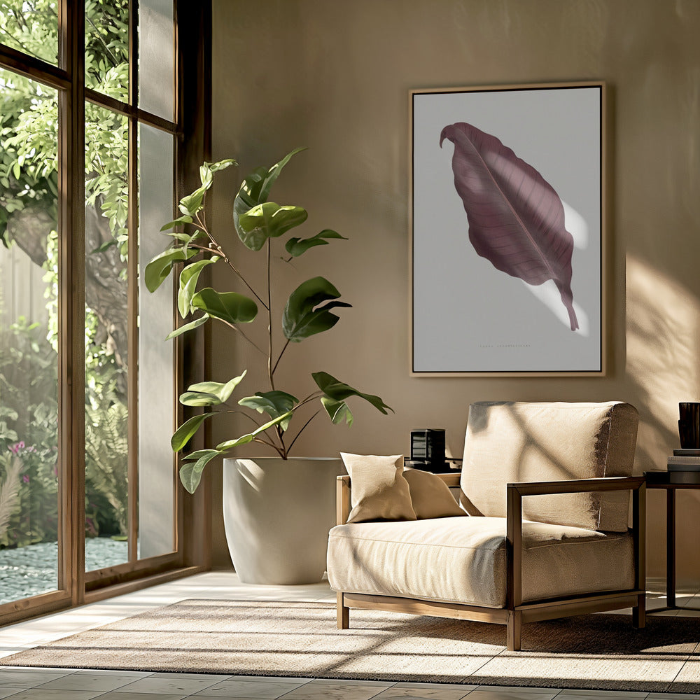 Pink Canna Atronigricans Leaf Illustration | Poster