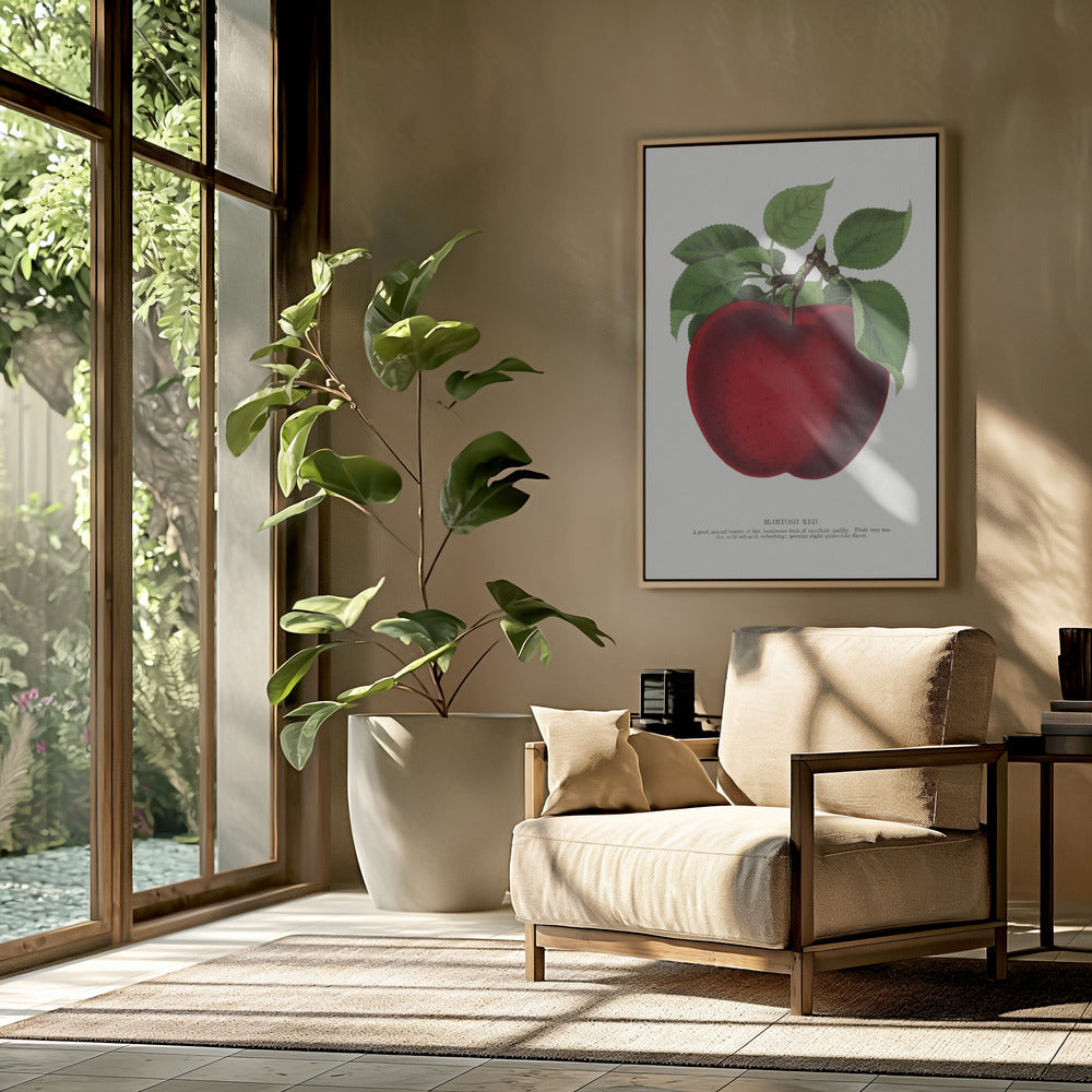 Mcintosh Red Apple Lithograph | Poster
