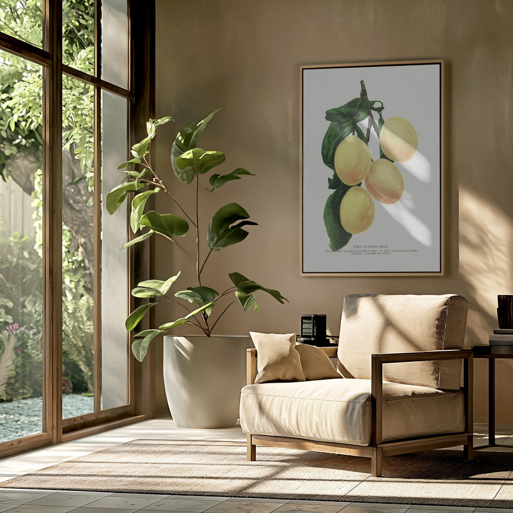 Coe's Golden Drop Plum Lithograph | Poster