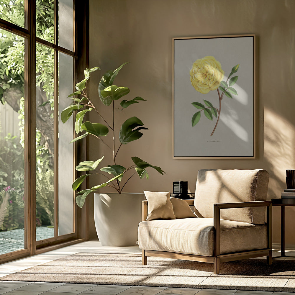 Rose Madame Falcot | Poster