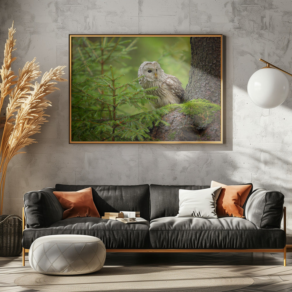Ural Owl | Poster