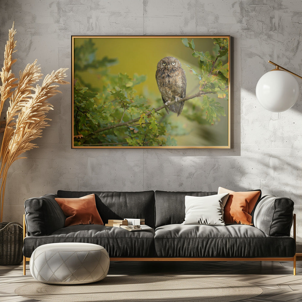 Eurasian Scops Owl | Poster