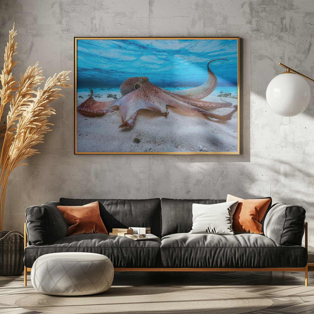 Octopus | Canvas