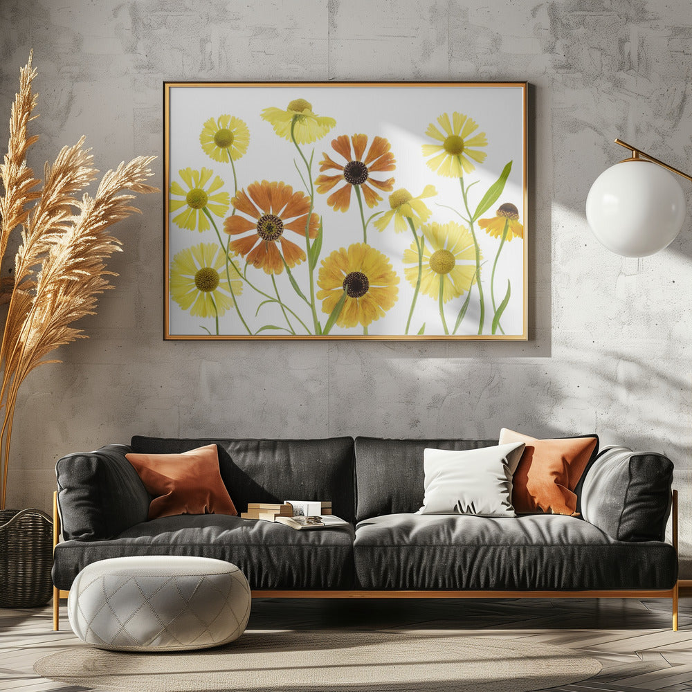 Helenium | Canvas