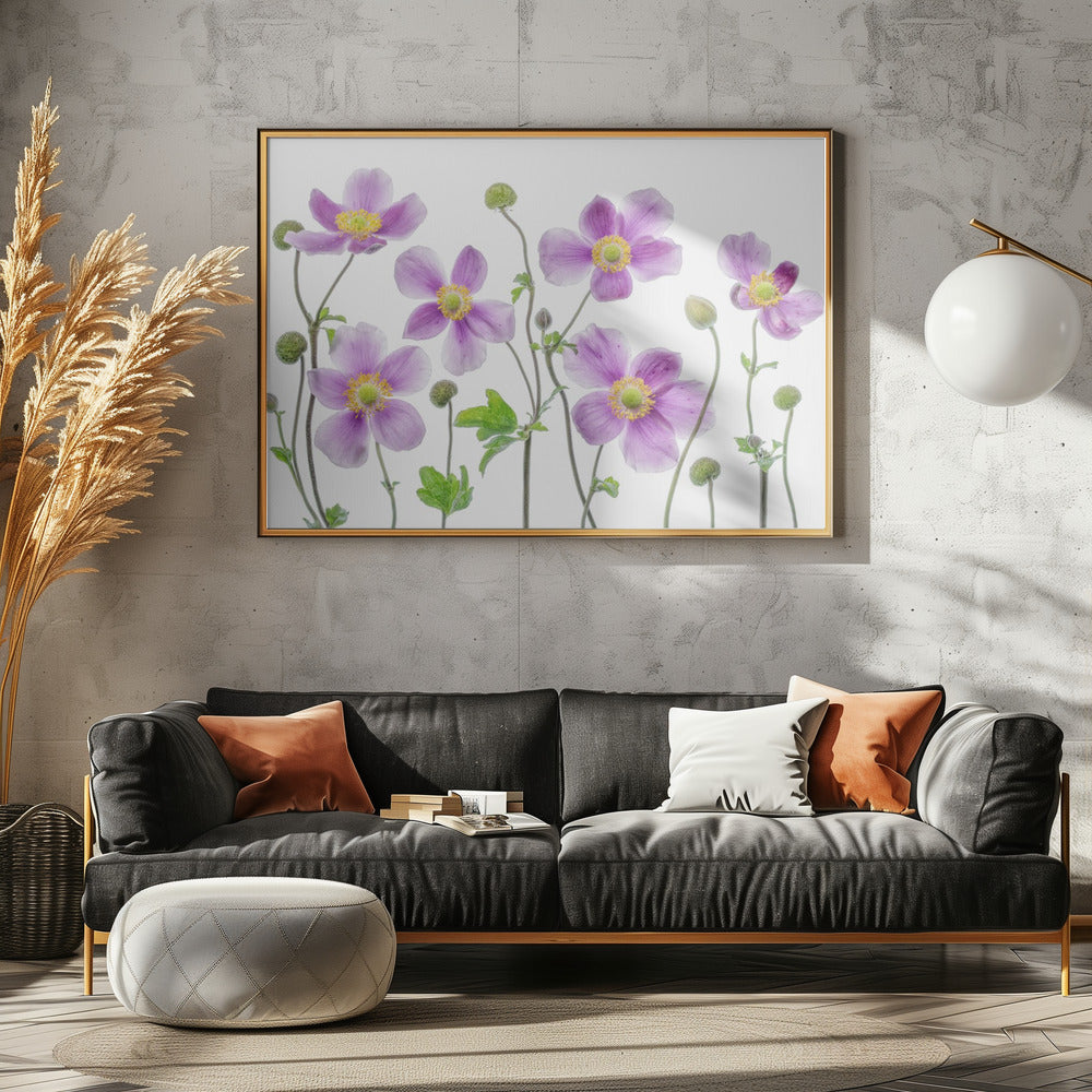 Anemone Japonica | Poster