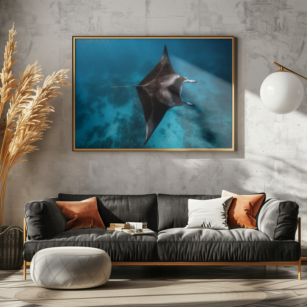 Manta fly!!! | Canvas