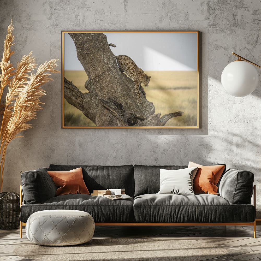 Leopard - Serengheti, Tanzania | Poster
