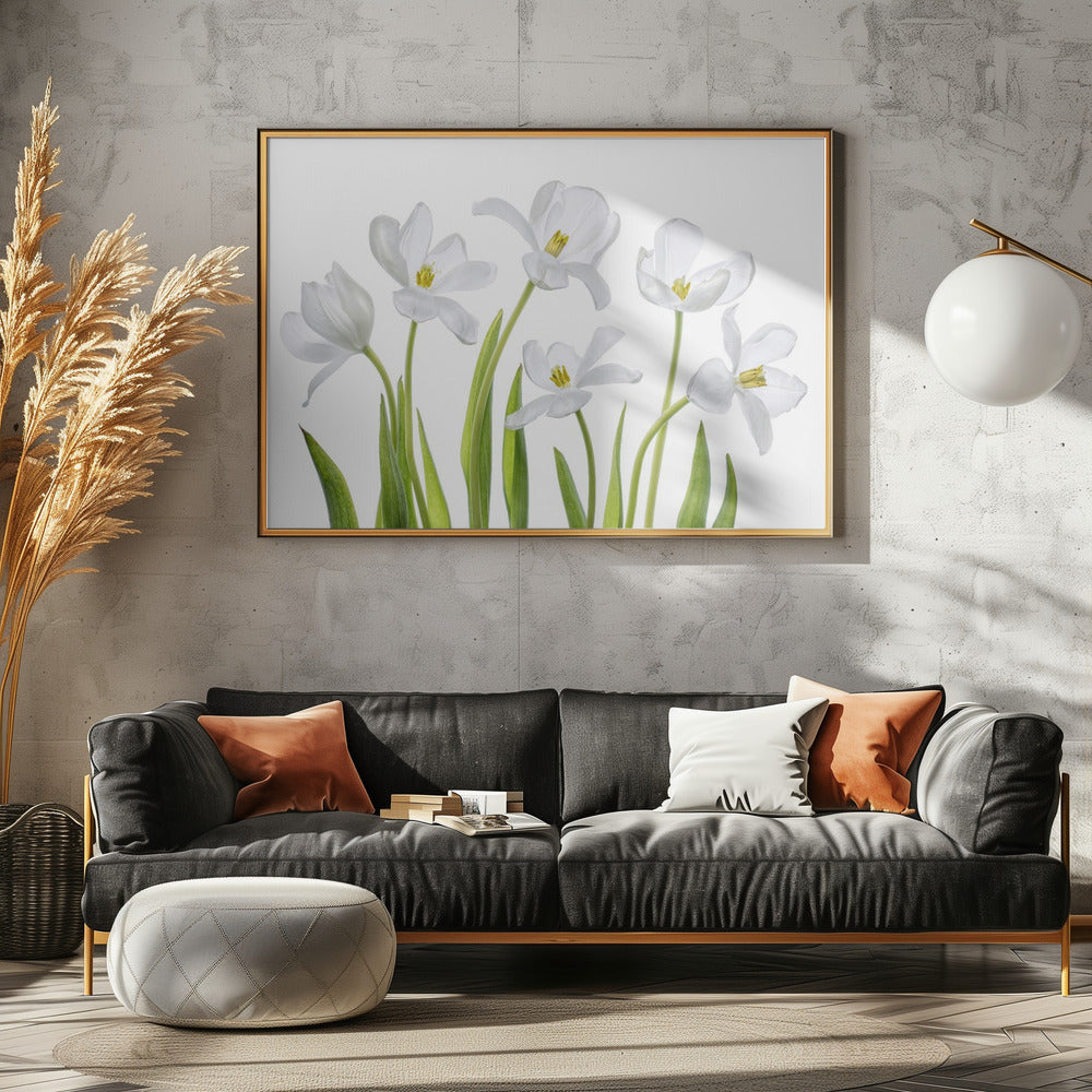 White Tulips | Canvas