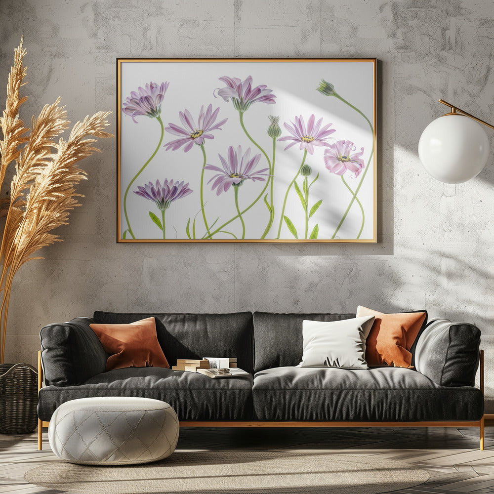 Cape Daisies | Canvas