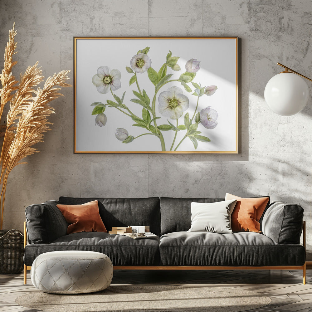 Hellebore | Canvas