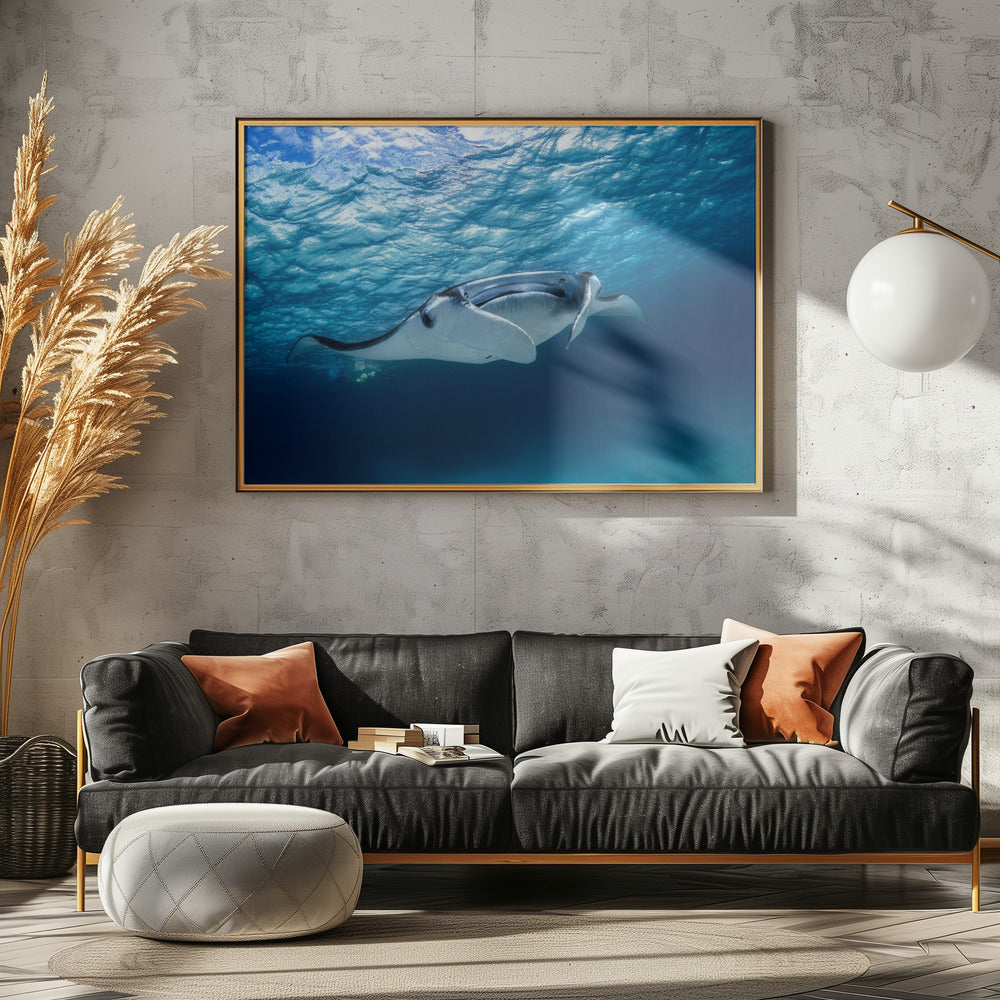 Manta ray | Canvas