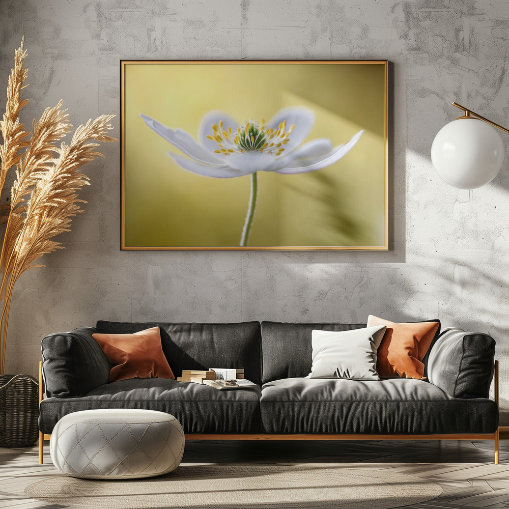 Wood Anemone | Poster