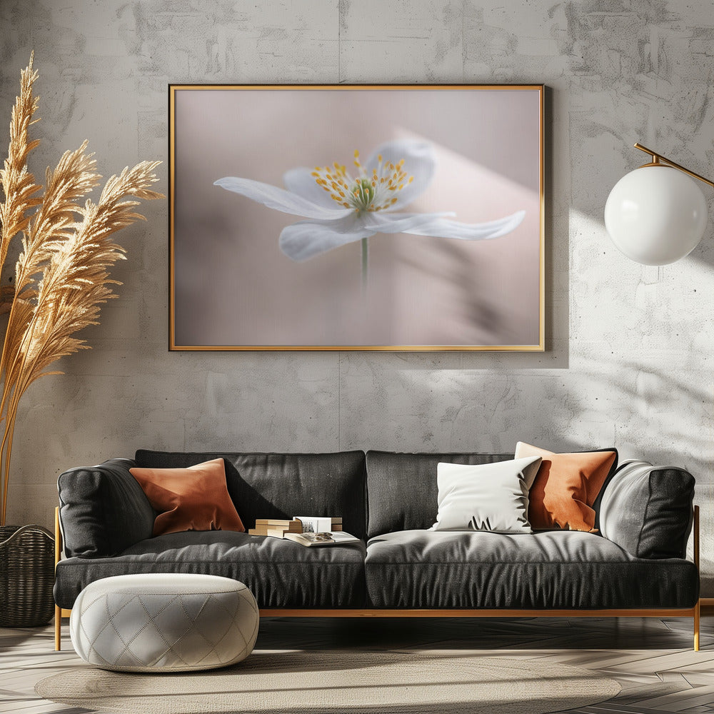 Anemone Nemorosa | Poster