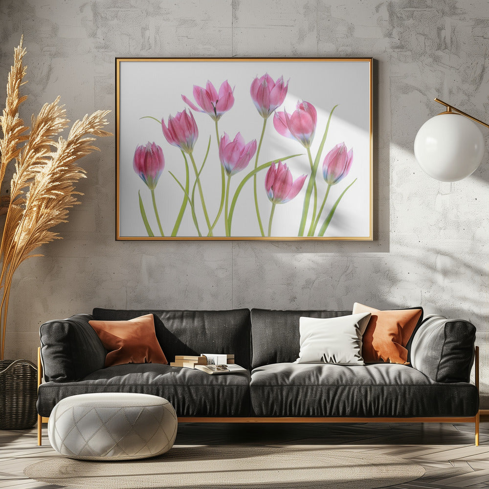 Tulip blush | Canvas