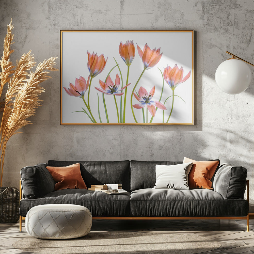 Apricot Tulips | Poster