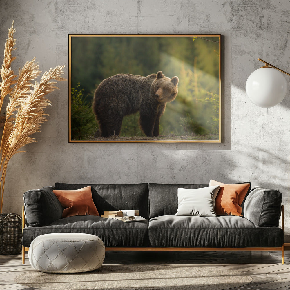 Backlit bear | Poster