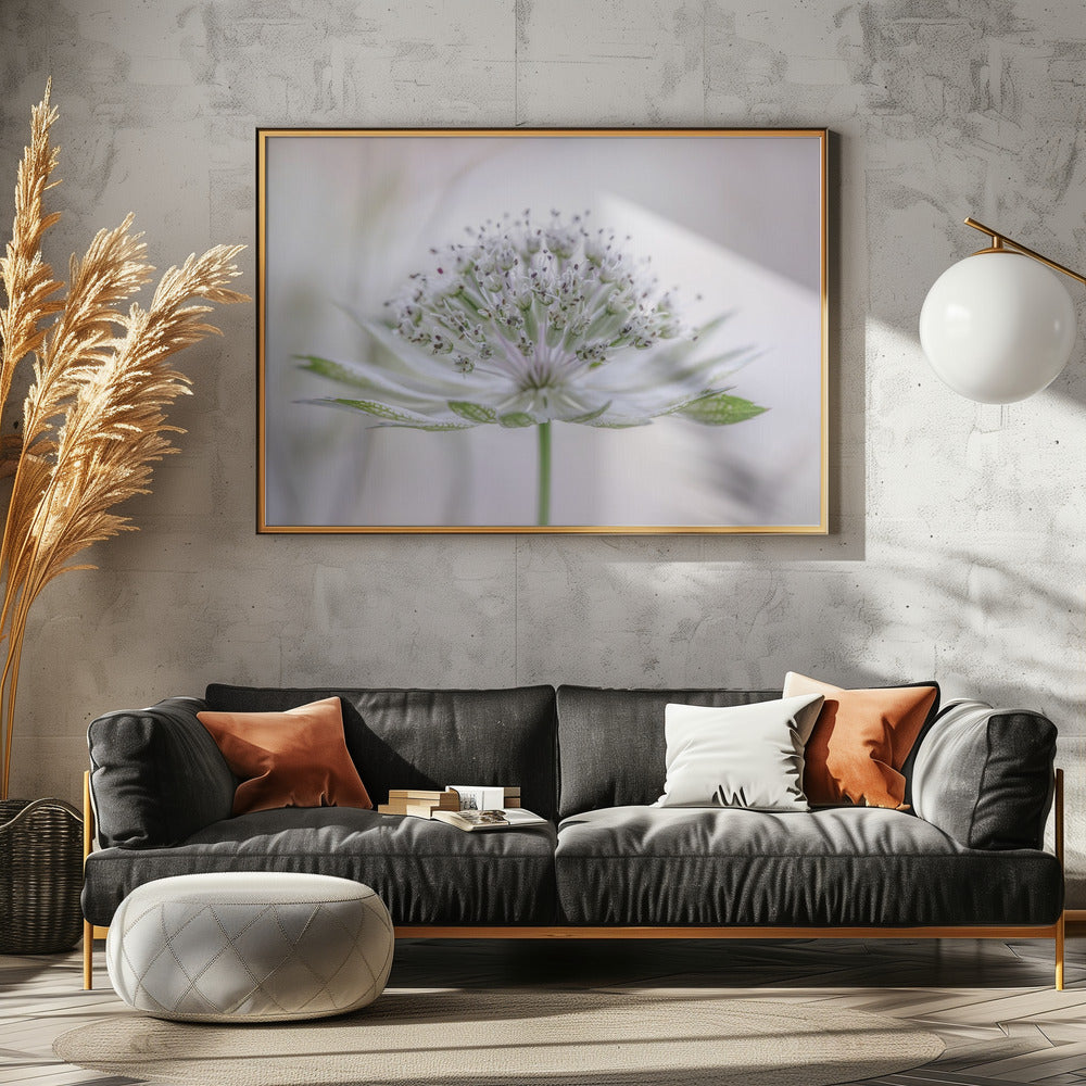 Astrantia | Poster
