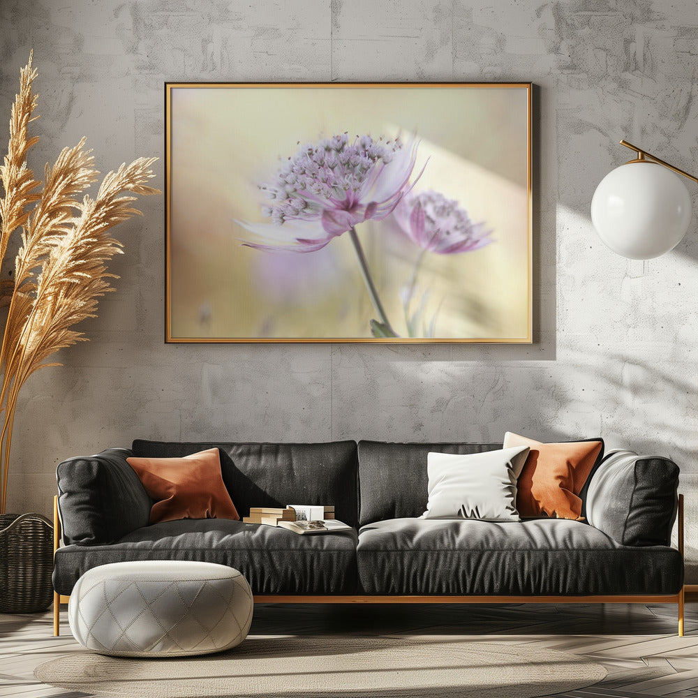 Pink Astrantia | Poster