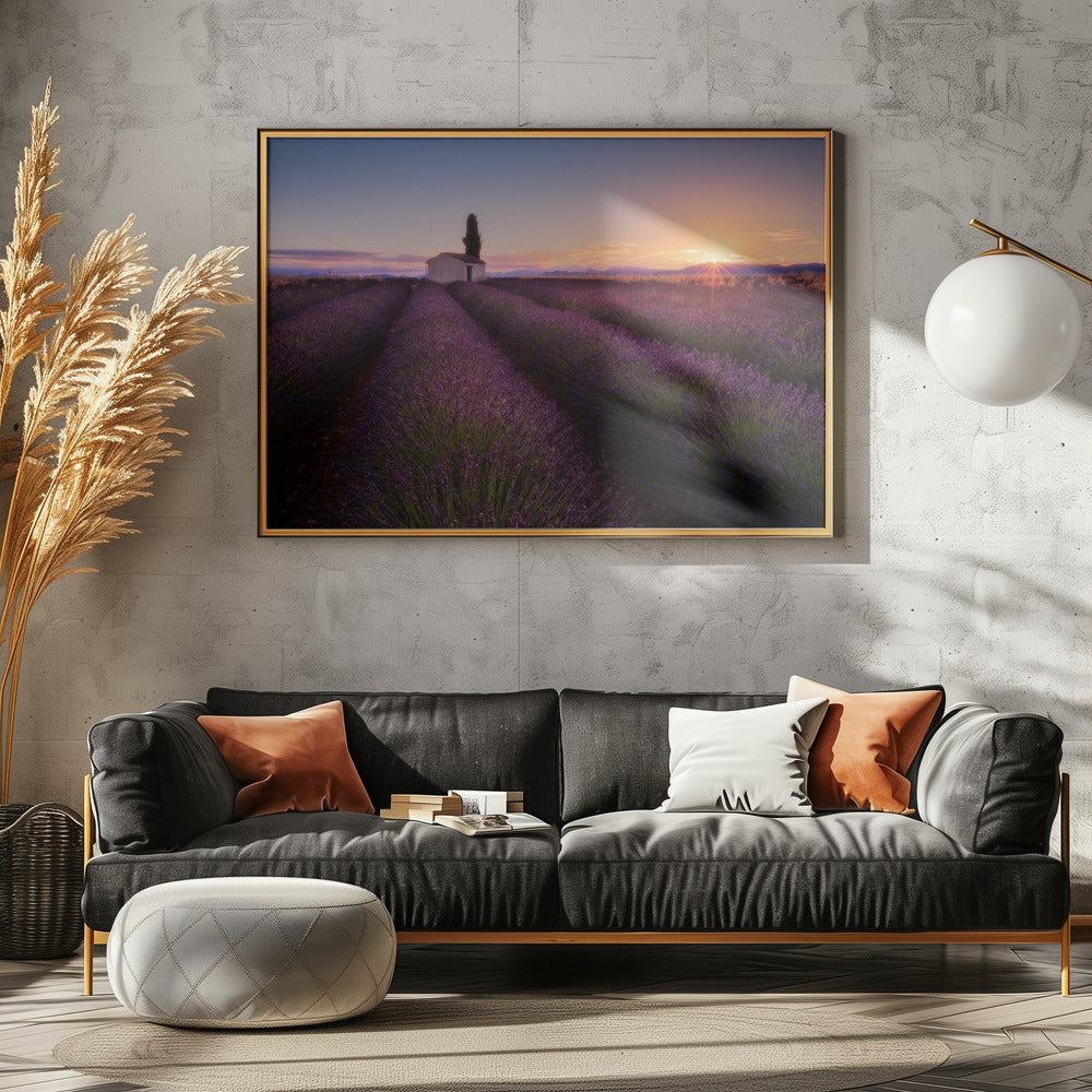 Provence Lavender | Poster